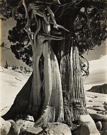 EDWARD WESTON (1886-1958) Juniper, High Sierra (Lake Tenaya). 1937.                                                                              